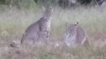BobCats