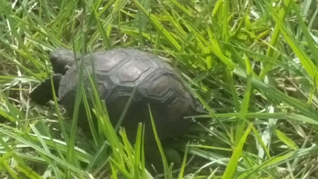 Teeny Tiny Tortoise